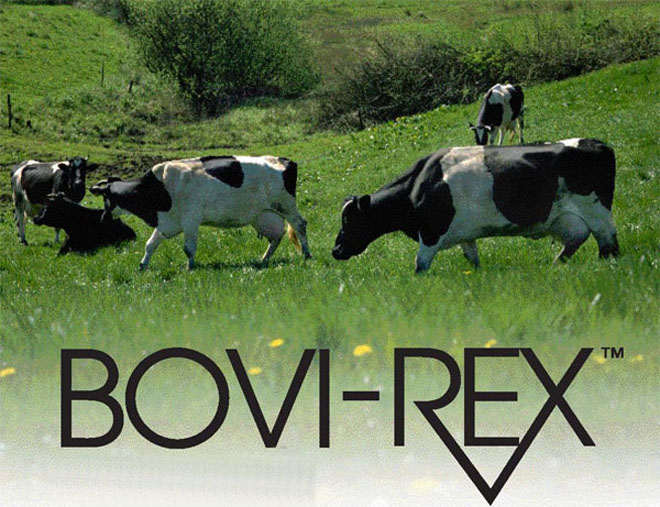 Bovi-Rex (Bovi-Rex Introduktionsbild)