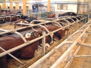 Ydre-Grinden (Frih�ngande liggb�s)